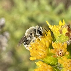 Andrena isocomae