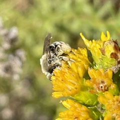 Andrena isocomae