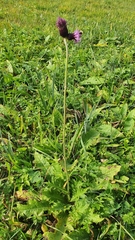 Cirsium rivulare