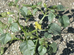 Physalis crassifolia