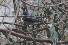 Aphelocoma insularis