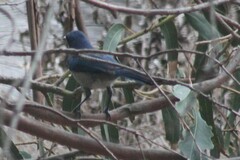 Aphelocoma insularis