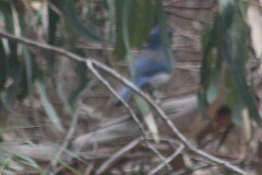 Aphelocoma insularis