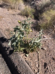 Asclepias erosa