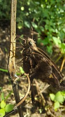 Chioides