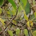 Mistletoe Tyrannulet - Photo (c) Anthony Arce, some rights reserved (CC BY-NC), uploaded by Anthony Arce