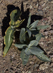 Asclepias erosa
