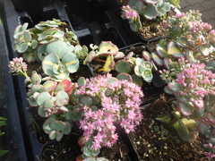 Hylotelephium sieboldii