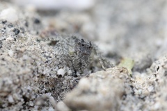 Hamataliwa grisea