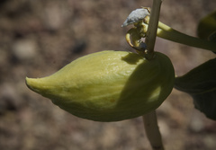 Asclepias erosa