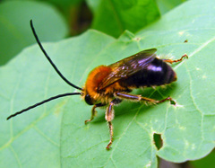 Eucera longicornis