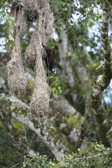 Psarocolius montezuma