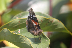 Vanessa atalanta