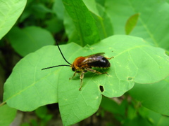 Eucera longicornis