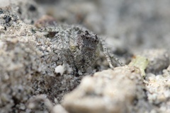 Hamataliwa grisea