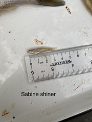 Notropis sabinae