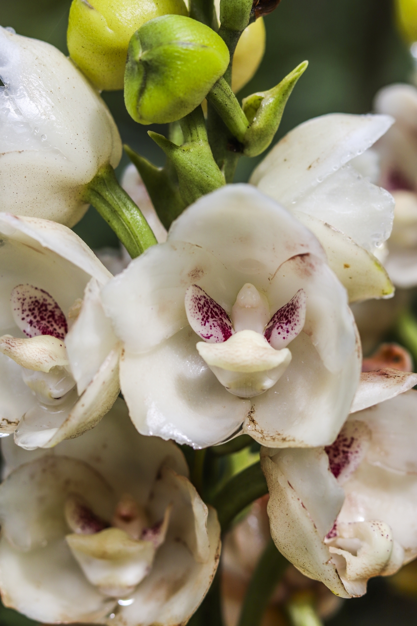 Imagem de Orquídea-pomba