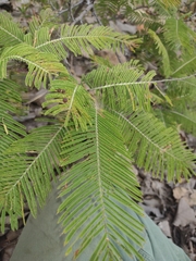 Vachellia pennatula