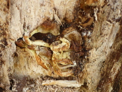 Tapinella panuoides