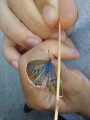Leptotes pirithous