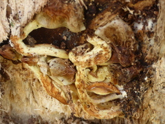 Tapinella panuoides