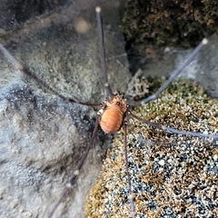 Leiobunum limbatum
