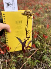 Solidago uliginosa