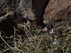 Stephanomeria pauciflora