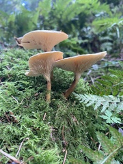 Hygrophoropsis aurantiaca