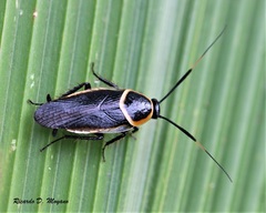 Pseudomops neglectus