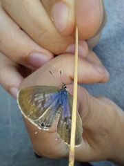 Leptotes pirithous