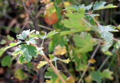 Ribes oxyacanthoides