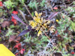 Solidago uliginosa