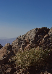 Stephanomeria pauciflora
