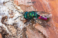 Chrysis ignita