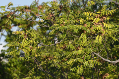 Megaceryle alcyon