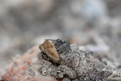 Hamataliwa grisea