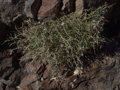 Stephanomeria pauciflora