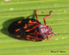 Mahanarva rubropicta