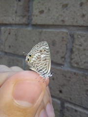 Leptotes pirithous