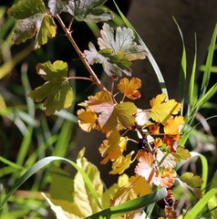 Ribes oxyacanthoides