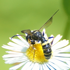 Cerceris clypeata