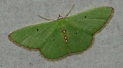 Nemoria lixaria