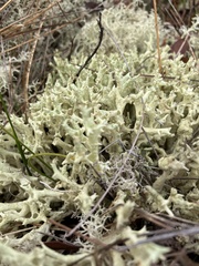 Cladonia boryi