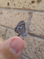Leptotes pirithous
