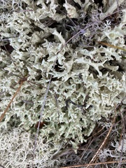 Cladonia boryi