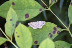 Digrammia ocellinata