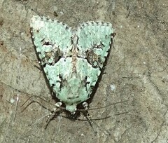 Lacinipolia implicata