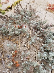 Extriplex californica