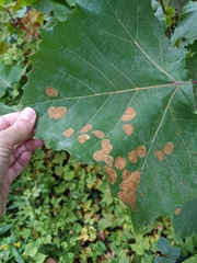 Ectoedemia platanella group